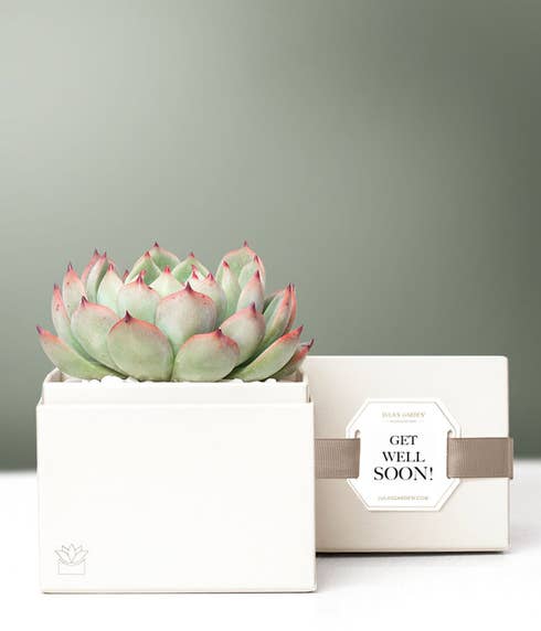 Lula's Garden ® Get Well Soon Potted Bliss Succulent 