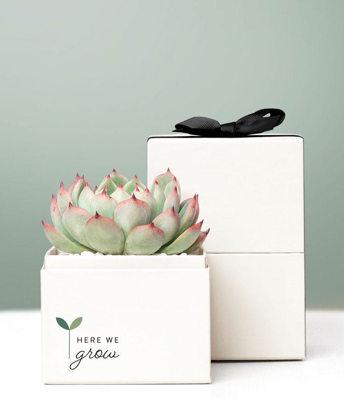 Back to School Succulent Bliss Planter