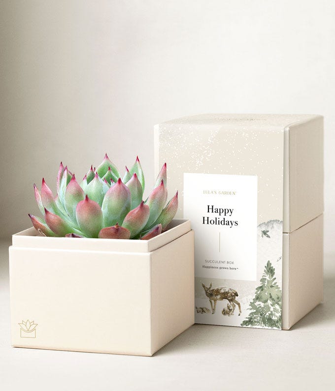 Happy Holidays Bliss Succulent Planter