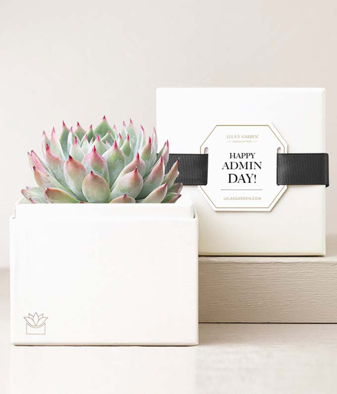 Lula's Garden ® Admin Day Bliss Succulent Garden
