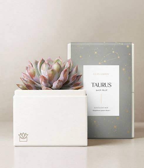 Lula's Garden ® Taurus Birthday Bliss Succulent Gift 