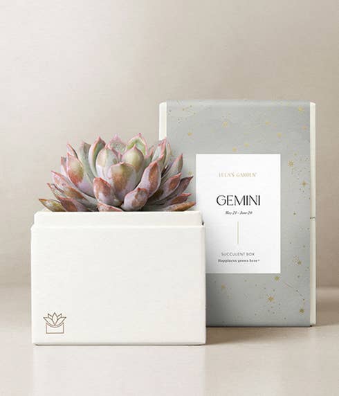 Lula's Garden ® Gemini Birthday Bliss Succulent Gift 