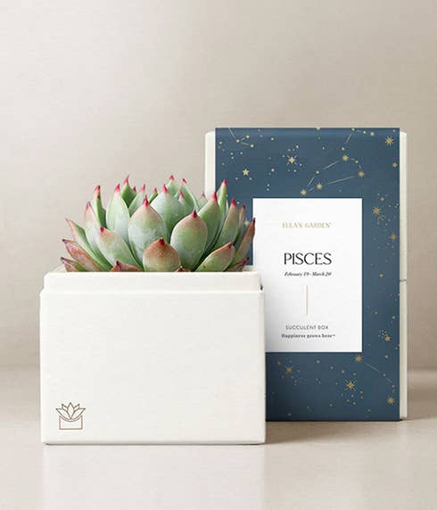 Lula's Garden ® Pisces Birthday Bliss Succulent Gift 