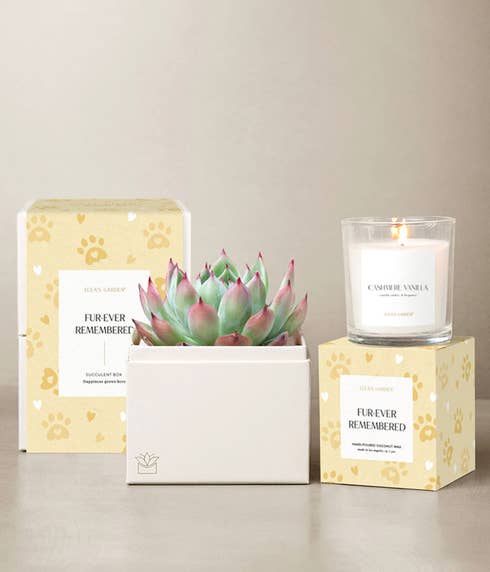 A pink-tipped succulent in a white planter, paired with a Cashmere Vanilla candle and pet remembrance gift packaging with paw print design.