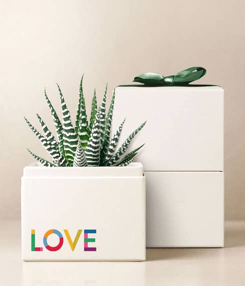 Lula's Garden ® Pride Month Celebration Zebra Garden