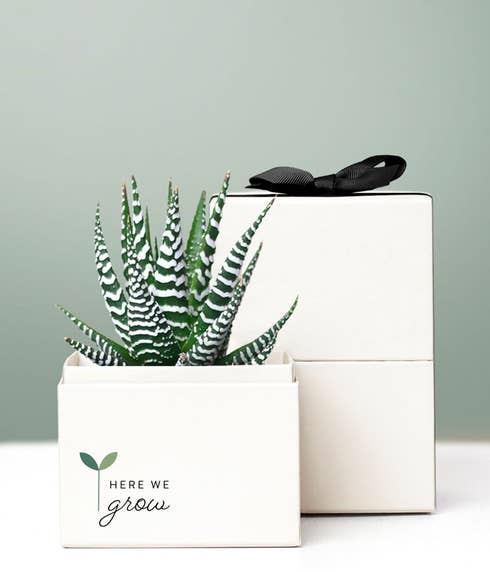 Back to School Succulent Zebra Planter