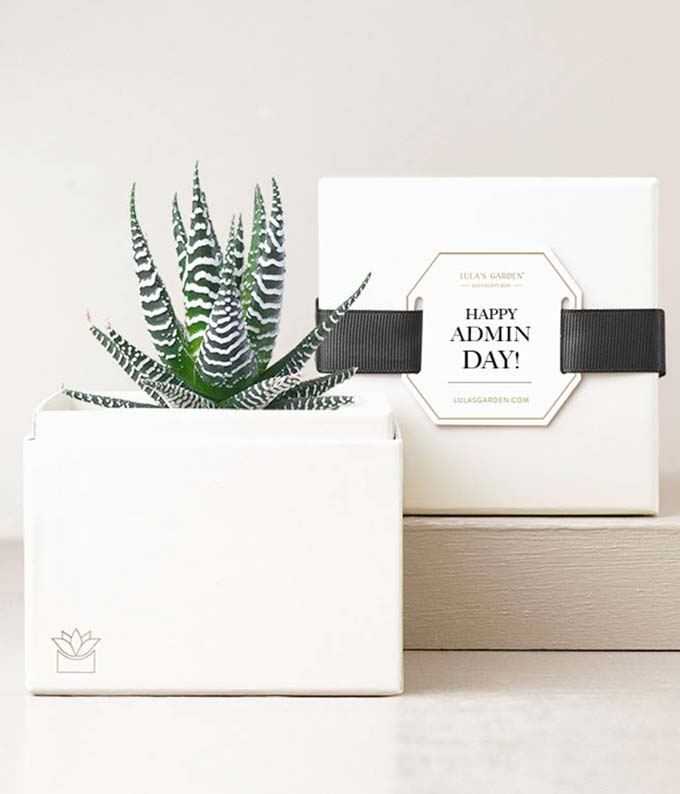 Lula's Garden ® Petite Zebra Admin Day Succulent Garden
