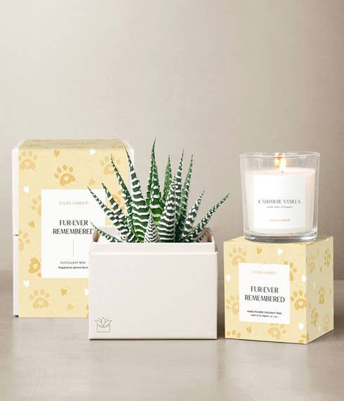 A zebra haworthia succulent in a white planter, Cashmere Vanilla candle, and pet remembrance gift packaging with paw print design