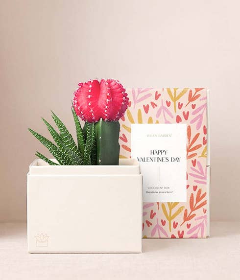 Lula's Garden ® XOXO Rosé Succulent Garden