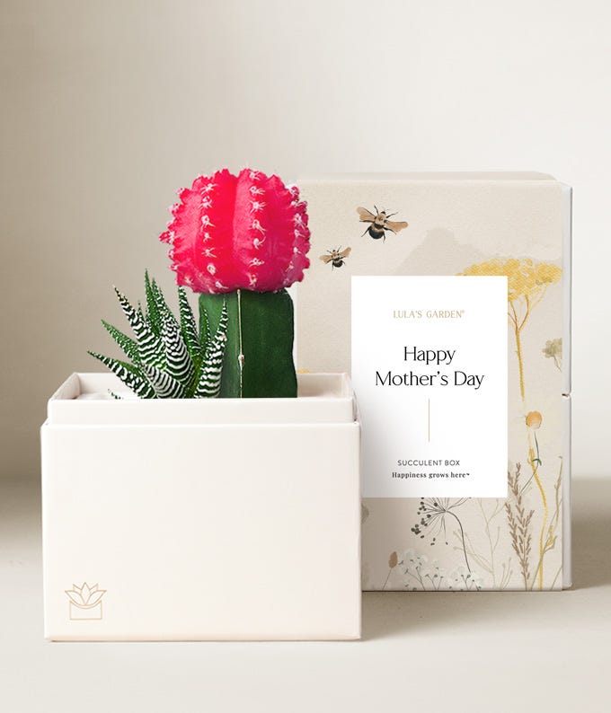 Lula's Garden ® Mother's Day Rosé Succulent Garden