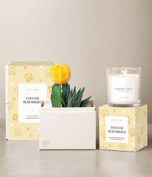 A yellow moon cactus and haworthia succulent garden in a white planter, Cashmere Vanilla candle, and pet remembrance gift packaging with paw print design.
