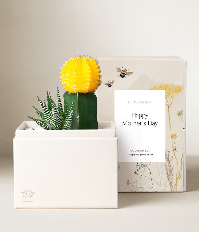 Lula's Garden ® Mother's Day Ray Succulent Garden