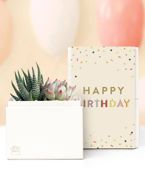 Lula's Garden  Birthday Glow Succulent Gift Set