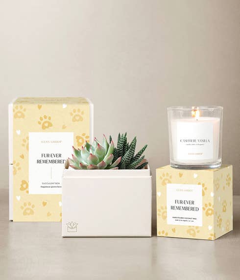 A mixed succulent garden in a white planter, Cashmere Vanilla candle, and pet remembrance gift packaging with paw print design.