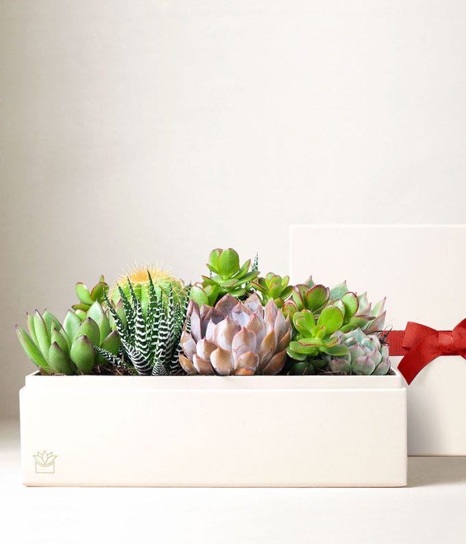  Rectangular white planter filled with a variety of succulents, including green, red-tipped, and striped varieties, placed on a wooden surface with a dark green background.