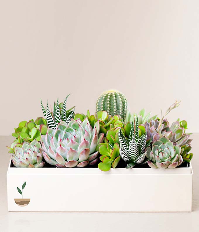 Lula's Garden ® Earth Day Lush Succulent Garden