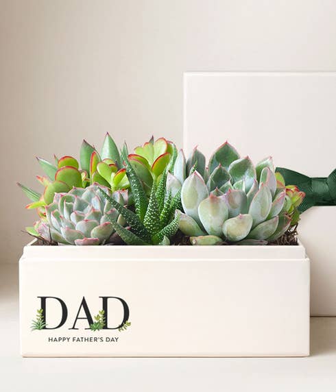 Lula's Garden ® Father's Day Urban Succulent Garden