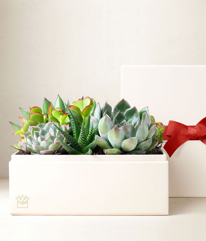 A Very Merry Christmas Urban Succulent Planter