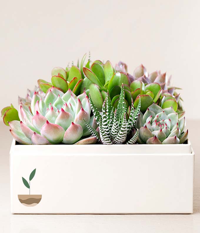 Lula's Garden ® Earth Day Urban Succulent Garden