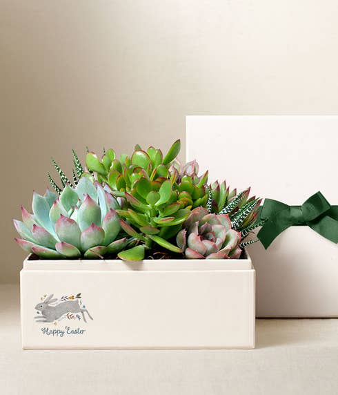 Lula's Garden ® Easter Urban Succulent Garden