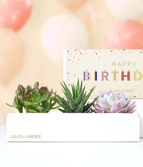 Lula's Garden ® Happy Birthday Verdant Planter