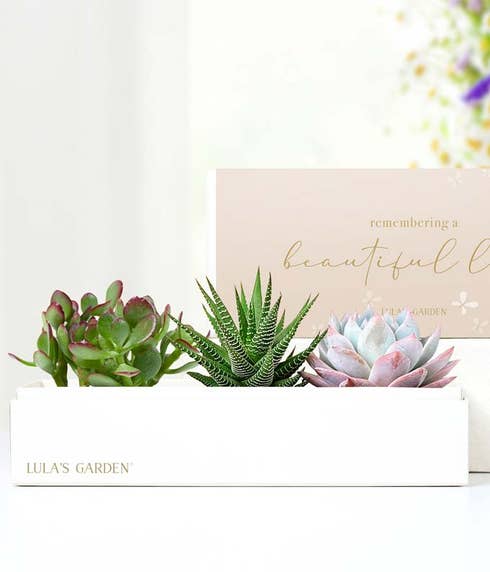 Remembering a Beautiful Life Lula's Garden  Verdant Succulent Gift 