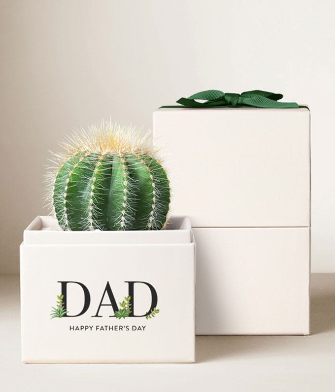 Cacti succulent arrangement in a 