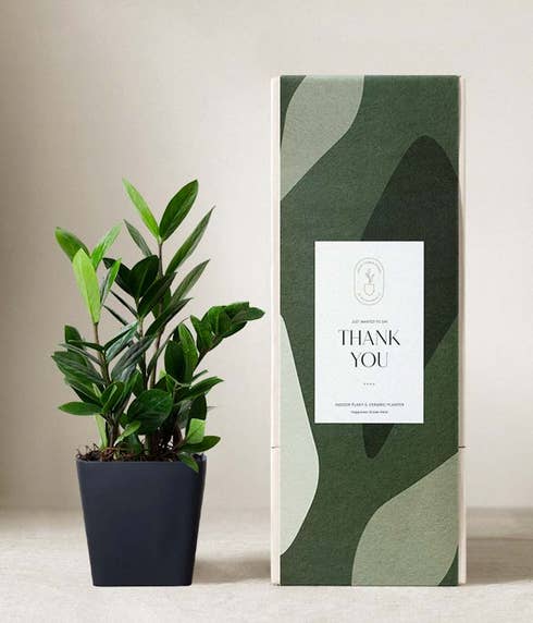 An 8-10 inch tall green plant is sprouting from a white ceramic container next to a green patterned box reading thank you.