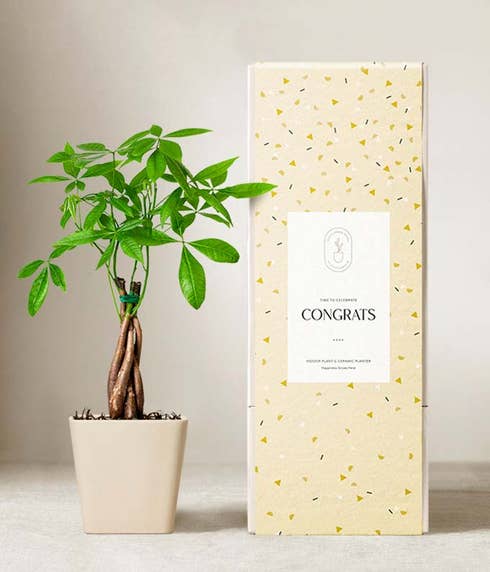 Money tree plant with a braided trunk and bright green leaves in a matte white ceramic pot, displayed next to a yellow gift box with a confetti pattern and a label that reads Congrats.