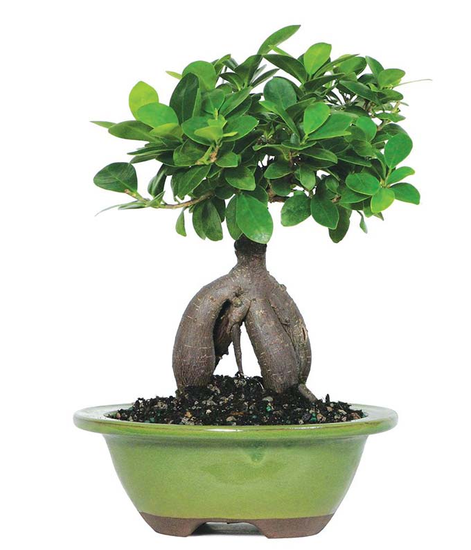Ficus Ginseng Bonsai Tree
