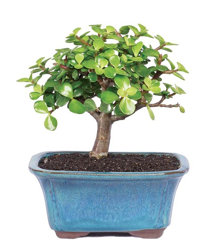 Dwarf Jade Bonsai Plant Approximately 6 to 10 Inches Tall in a Ceramic Planter with Gift Box and Personalized Card Message