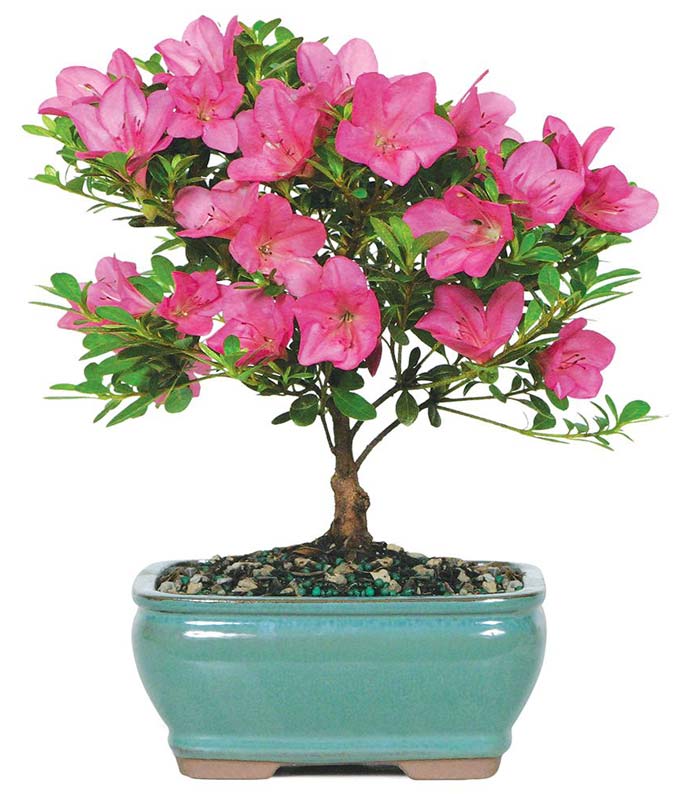 Pink Azalea Plant Approximately 6 to 8 inches Tall in a Blue Ceramic Planter
