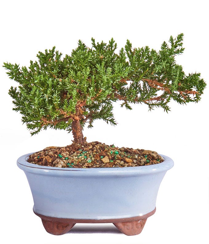 Juniper Bonsai Plant