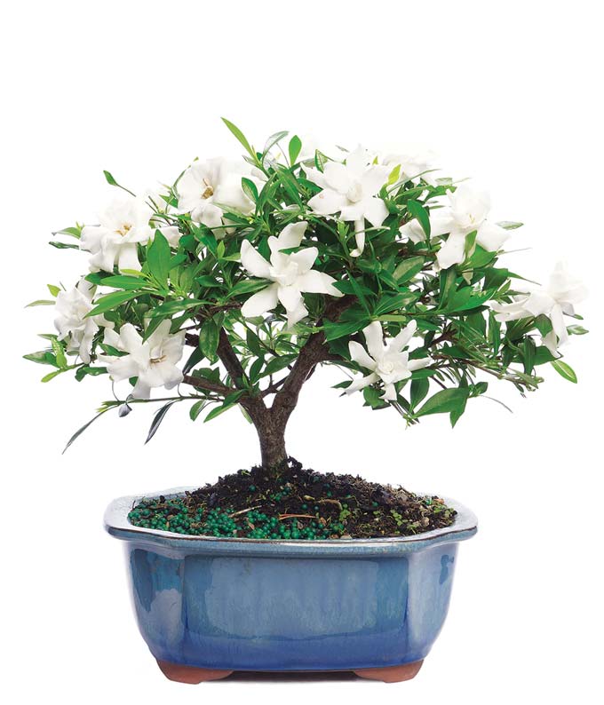 Gardenia Plant Approximately 8 to 12 Inches Tall in a Ceramic Planter with Gift Box and Personalized Card Message