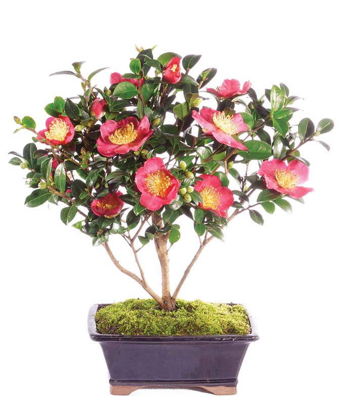 Charming Camellia Bonsai Tree