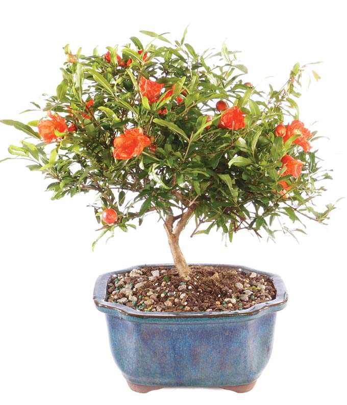 Potted Pomegranate Bonsai Tree