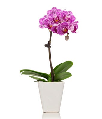 Pink orchid delivery from sendflowers with same day orchid delivery online