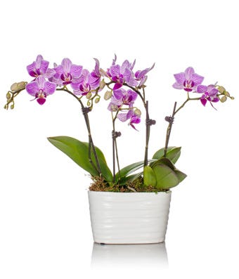 Pink Orchid delivery form sendflowers, orchid delivery same day with 4 stems