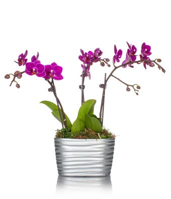 Purple orchid delivery and same day plant delivery for purple orchids