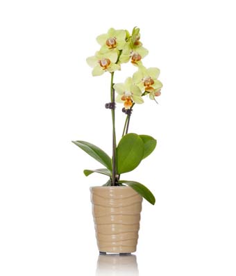 Graceful Mini Orchid