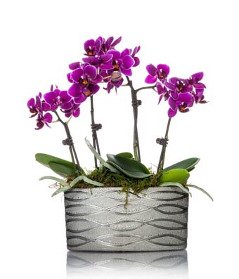 next day orchid delivery with a purple magenta orchid delivered tomorrow