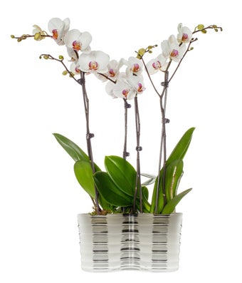 A bouquet of Four White Stemmed Orchid Plant, and Pale White Flowers in a Electroplated Ceramic Pot