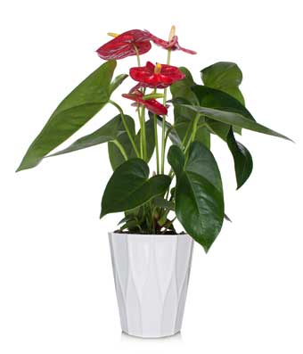 anthurium plant and anthurium planter gift