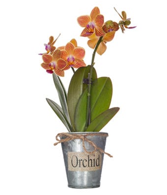 orange orchid delivery, send orange phalaenopsis orchids today
