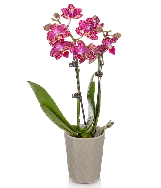 pink orchid delivery, buy a pink magenta orchid on sale online