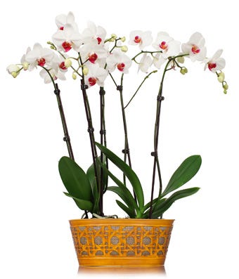 White orchid delivery
