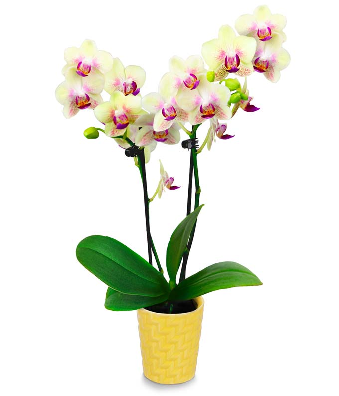 Potted mini yellow orchid planter in a yellow pot with blooming yellow orchids