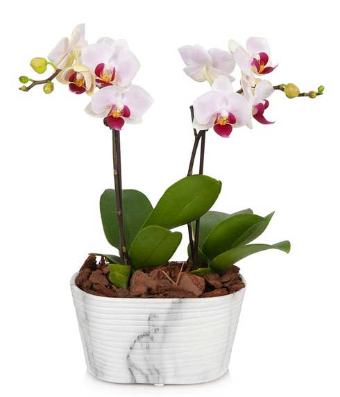 Double spike pink orchid planter with white and grey pot and pink orchids