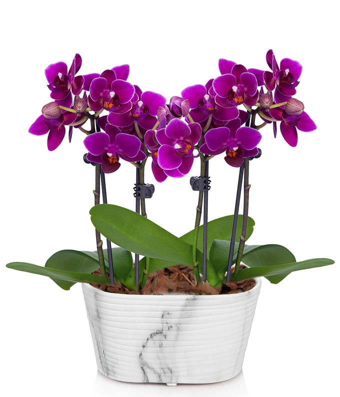 Purple Orchid Plant Approximately 6 inches to 10 inches Tall in a  4 Inch Diameter Ceramic Pot with Gift Box and Personalized Card Message