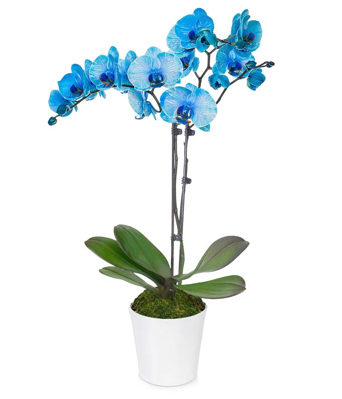 Live blue orchid potted plant hand delivered in a white ceramic pot